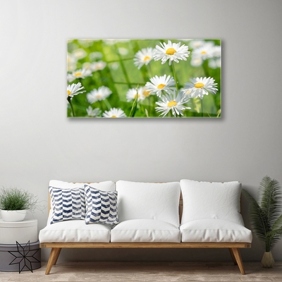 Print op plexiglas Daisy flower plant