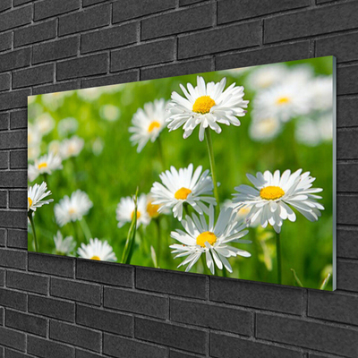 Print op plexiglas Daisy flower plant