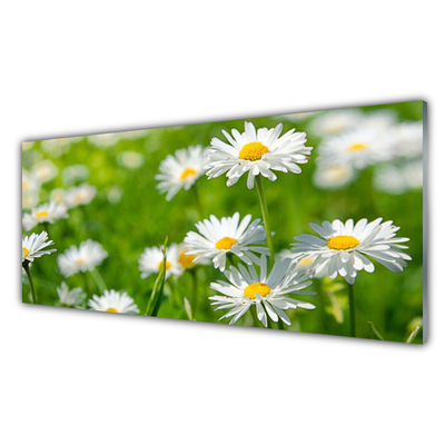 Print op plexiglas Daisy flower plant