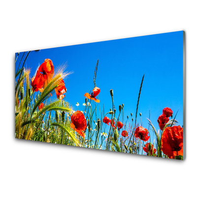 Print op plexiglas Poppies gebied van het gras