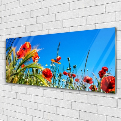 Print op plexiglas Poppies gebied van het gras