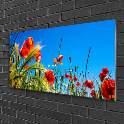 Print op plexiglas Poppies gebied van het gras