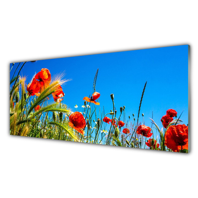 Print op plexiglas Poppies gebied van het gras