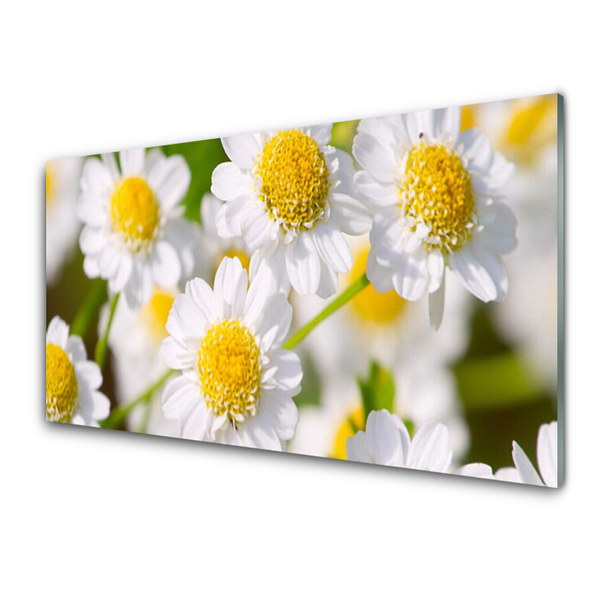 Print op plexiglas Daisy flowers nature