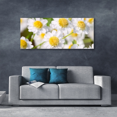 Print op plexiglas Daisy flowers nature