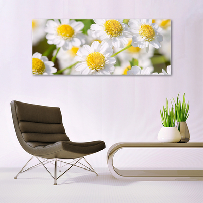 Print op plexiglas Daisy flowers nature