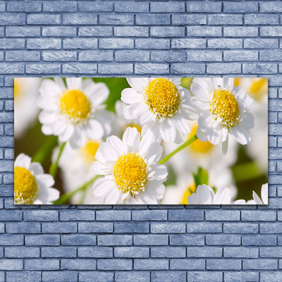 Print op plexiglas Daisy flowers nature