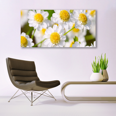 Print op plexiglas Daisy flowers nature