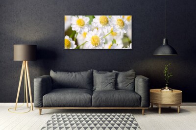 Print op plexiglas Daisy flowers nature