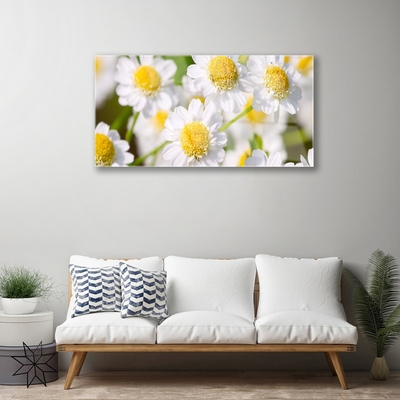 Print op plexiglas Daisy flowers nature