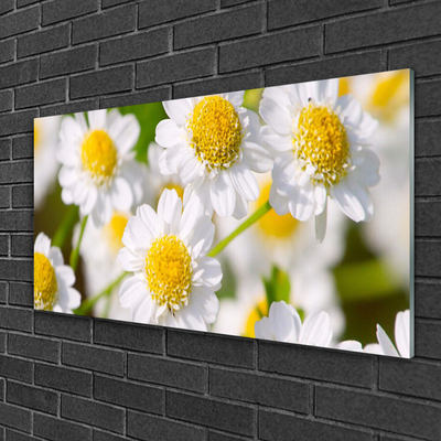 Print op plexiglas Daisy flowers nature