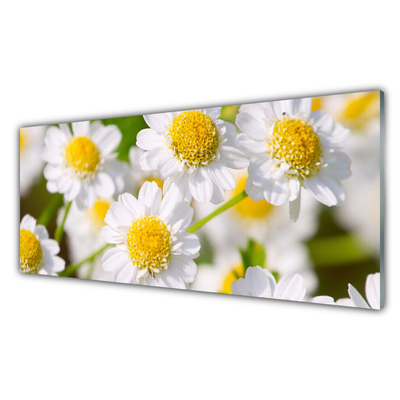 Print op plexiglas Daisy flowers nature