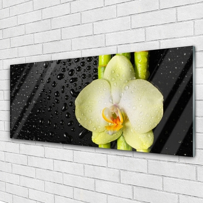 Print op plexiglas Bamboo orchid flowers