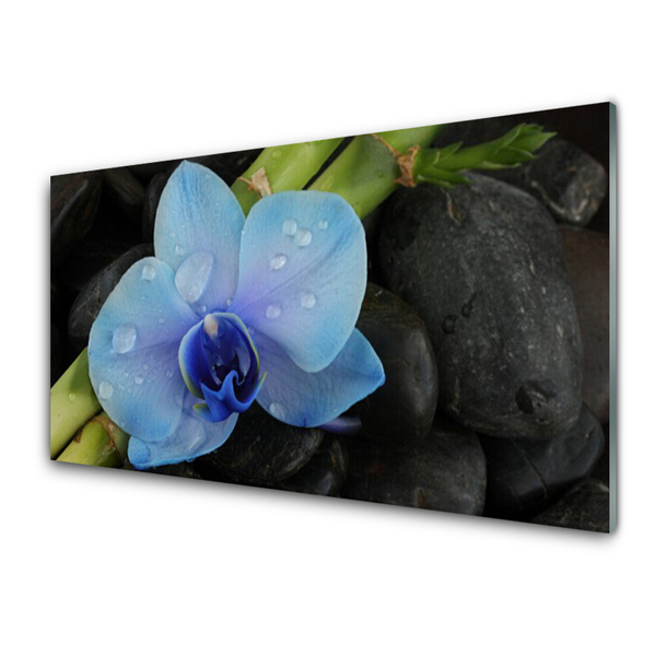 Keuken achterwand glas met print Bloemstenen plant