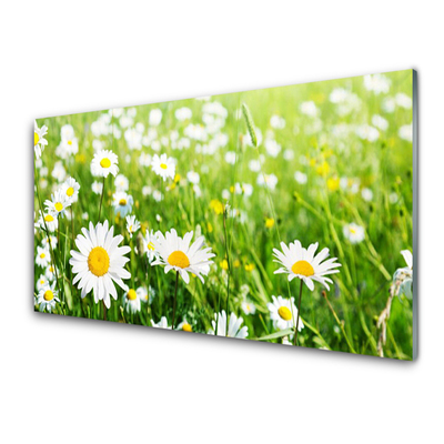 Keuken achterwand glas met print Daisy flower plant