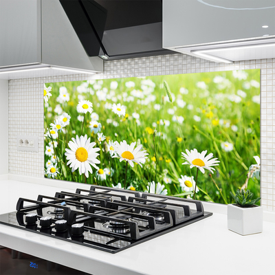 Keuken achterwand glas met print Daisy flower plant