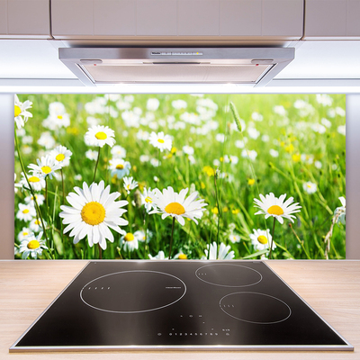 Keuken achterwand glas met print Daisy flower plant