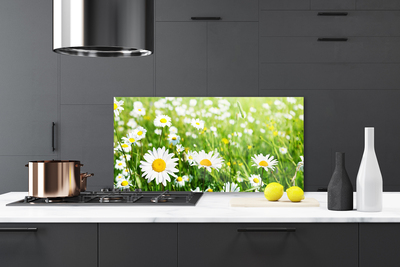 Keuken achterwand glas met print Daisy flower plant