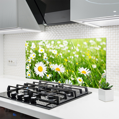 Keuken achterwand glas met print Daisy flower plant