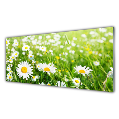 Keuken achterwand glas met print Daisy flower plant