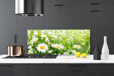 Keuken achterwand glas met print Daisy flower plant