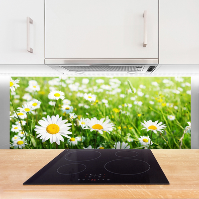 Keuken achterwand glas met print Daisy flower plant