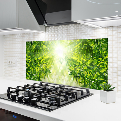 Keuken achterwand glas met print Bladeren van de natuurplant