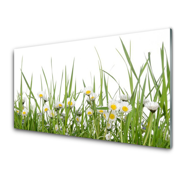 Keuken achterwand glas met print Gras daisy nature