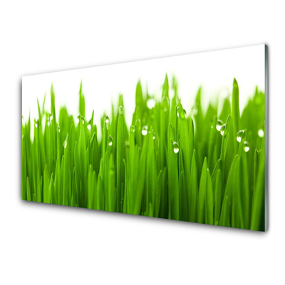Keuken achterwand glas met print Gras natuurplant