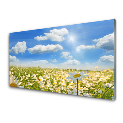 Keuken achterwand glas met print Weide. Daisy natuur