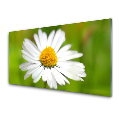 Keuken achterwand glas met print Daisy plant nature