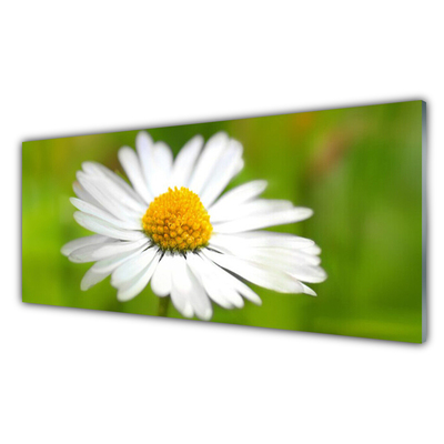 Keuken achterwand glas met print Daisy plant nature