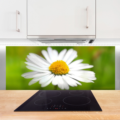 Keuken achterwand glas met print Daisy plant nature