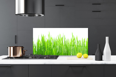 Spatscherm keuken glas Gras plantaard