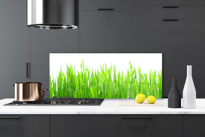 Spatscherm keuken glas Gras plantaard