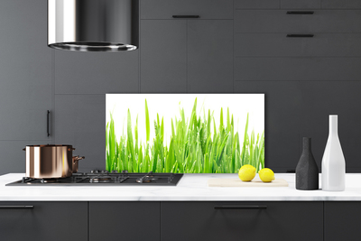 Spatscherm keuken glas Gras plantaard