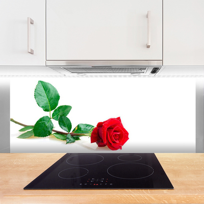 Spatscherm keuken glas Rose flower plant nature