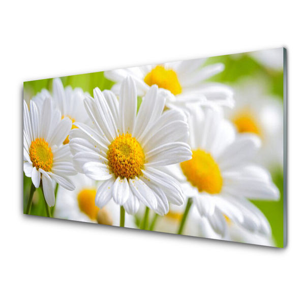 Moderne keuken achterwand Daisy plant nature