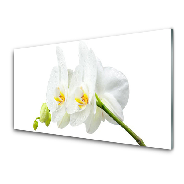 Spatplaat keuken glas Bloemblaadjes bloem witte orchidee