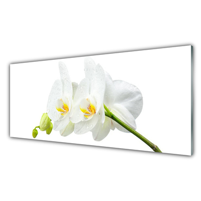 Spatplaat keuken glas Bloemblaadjes bloem witte orchidee