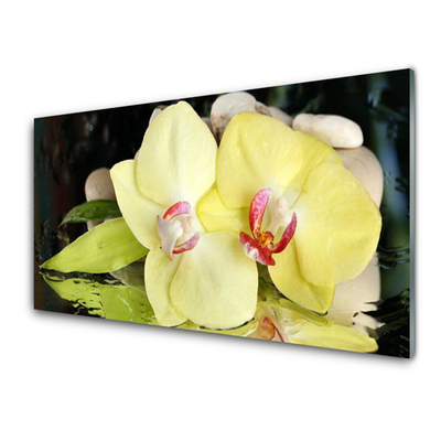 Spatplaat keuken glas Bloemblaadjes orchidee