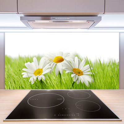 Spatplaat keuken glas Daisy flowers plant