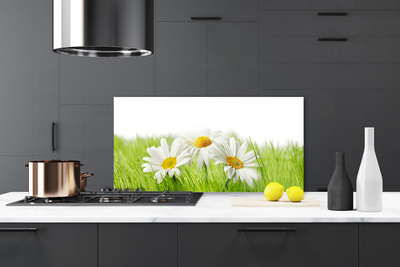 Spatplaat keuken glas Daisy flowers plant