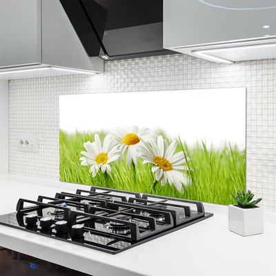 Spatplaat keuken glas Daisy flowers plant