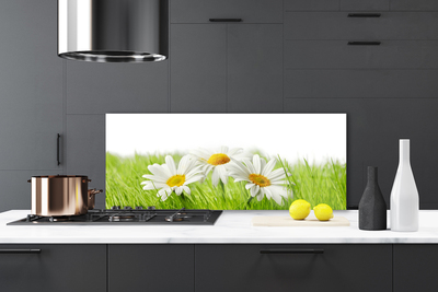 Spatplaat keuken glas Daisy flowers plant