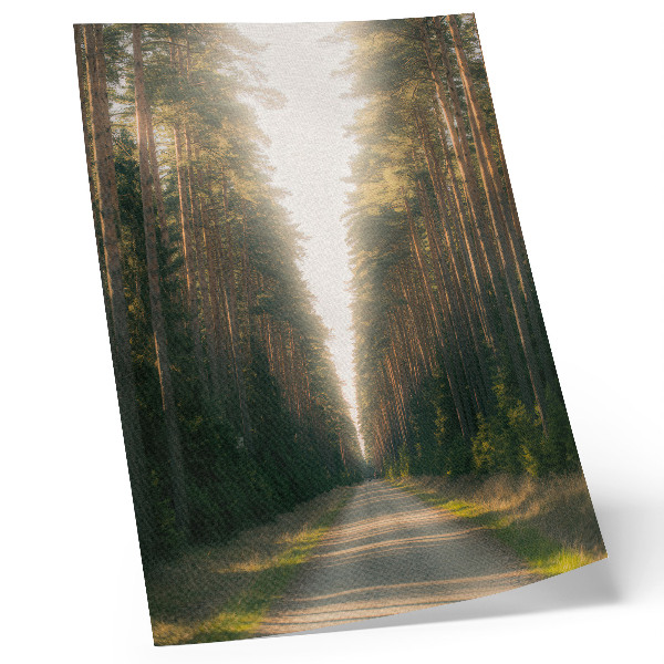 Poster Een prachtig bospad met hoge bomen.