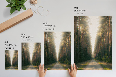 Poster Een prachtig bospad met hoge bomen.