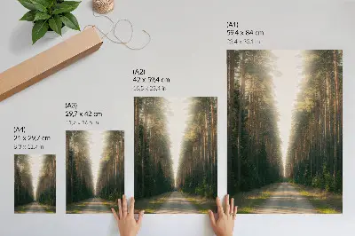 Poster met een prachtig bospad met hoge bomen