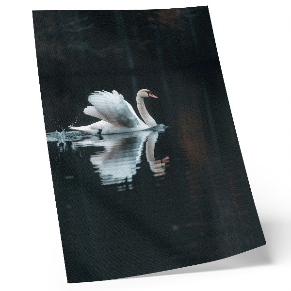 Decoratieve poster Zwaan op het water met weerspiegeling