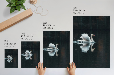Decoratieve poster Zwaan op het water met weerspiegeling